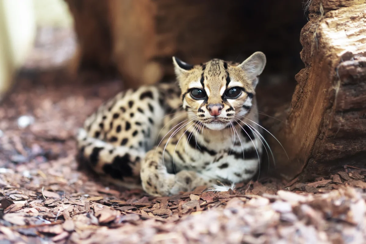 Margay