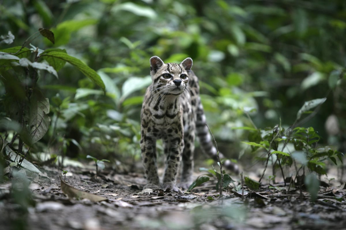 Photo by MikeLane45 on iStock Margay en la naturaleza