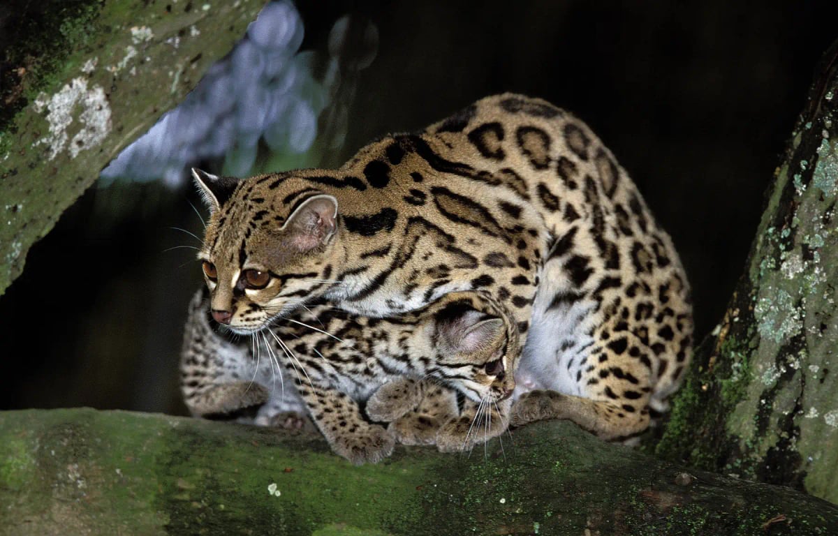 Margay en la naturaleza