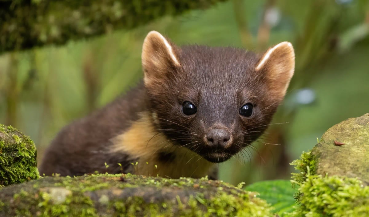 Photo by David O'Brien on iStock Garduña en la naturaleza