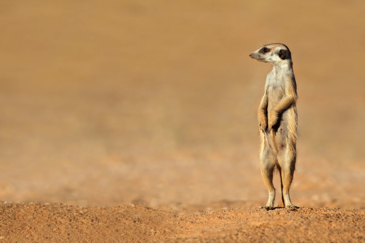 Photo by EcoPic on iStock Meerkat in the wild