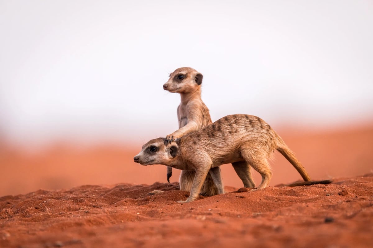 Meerkat in the wild