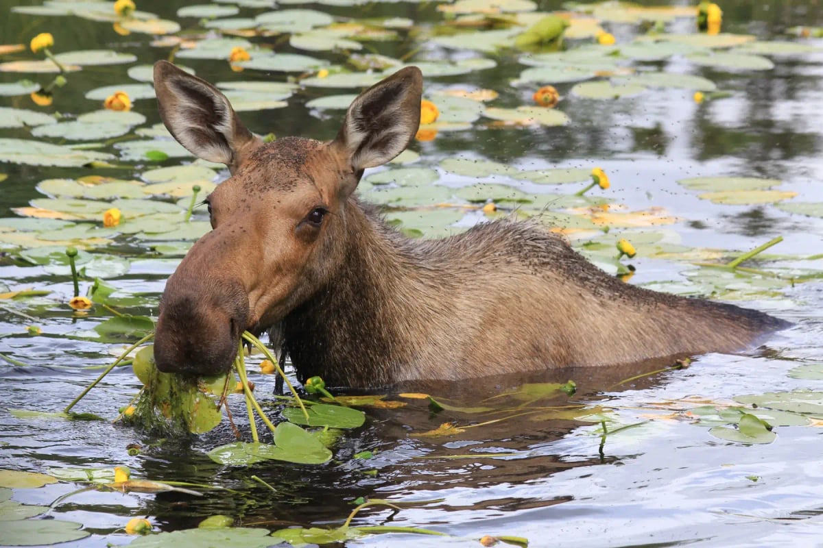 Alce en la naturaleza