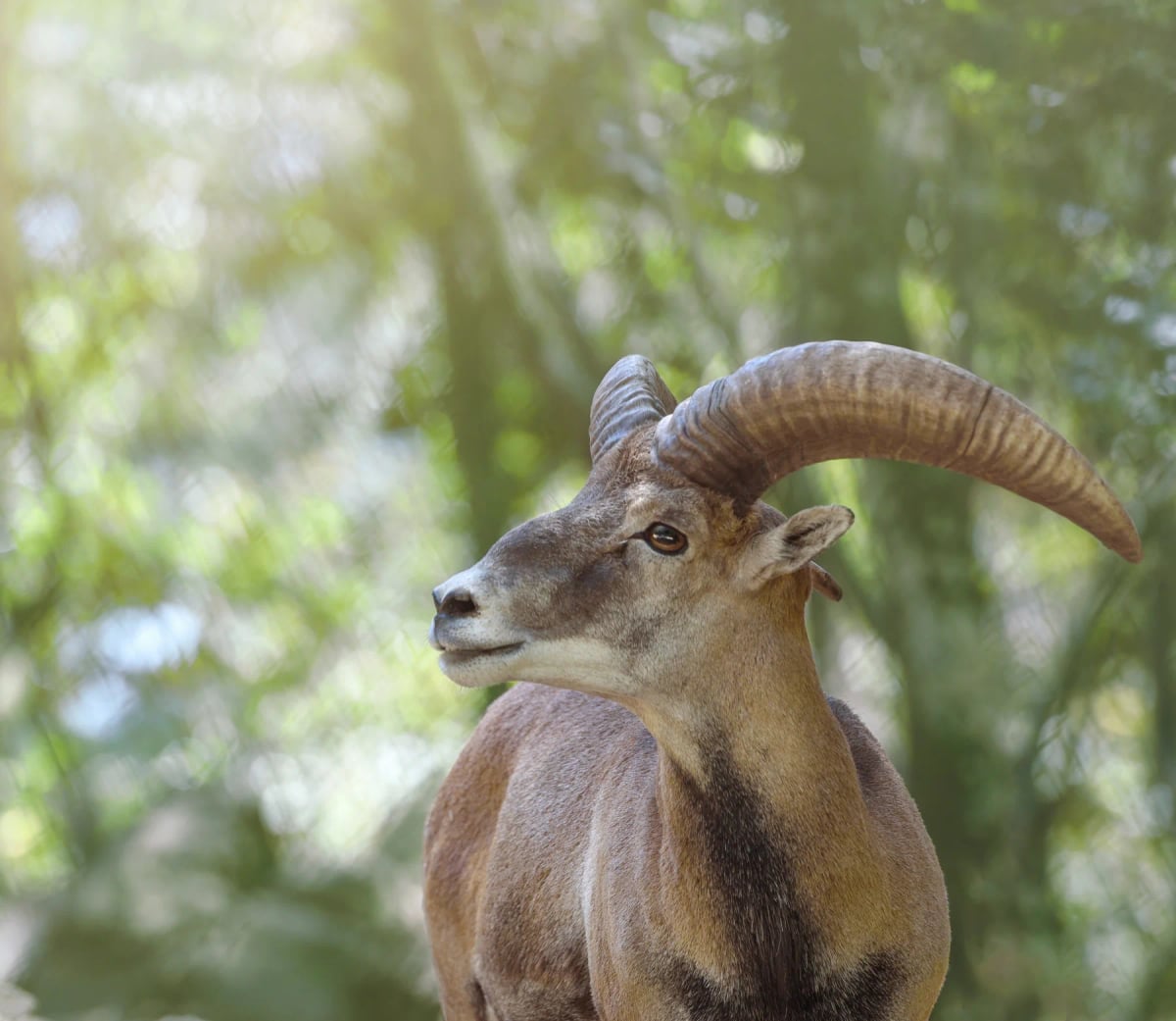 Mouflon
