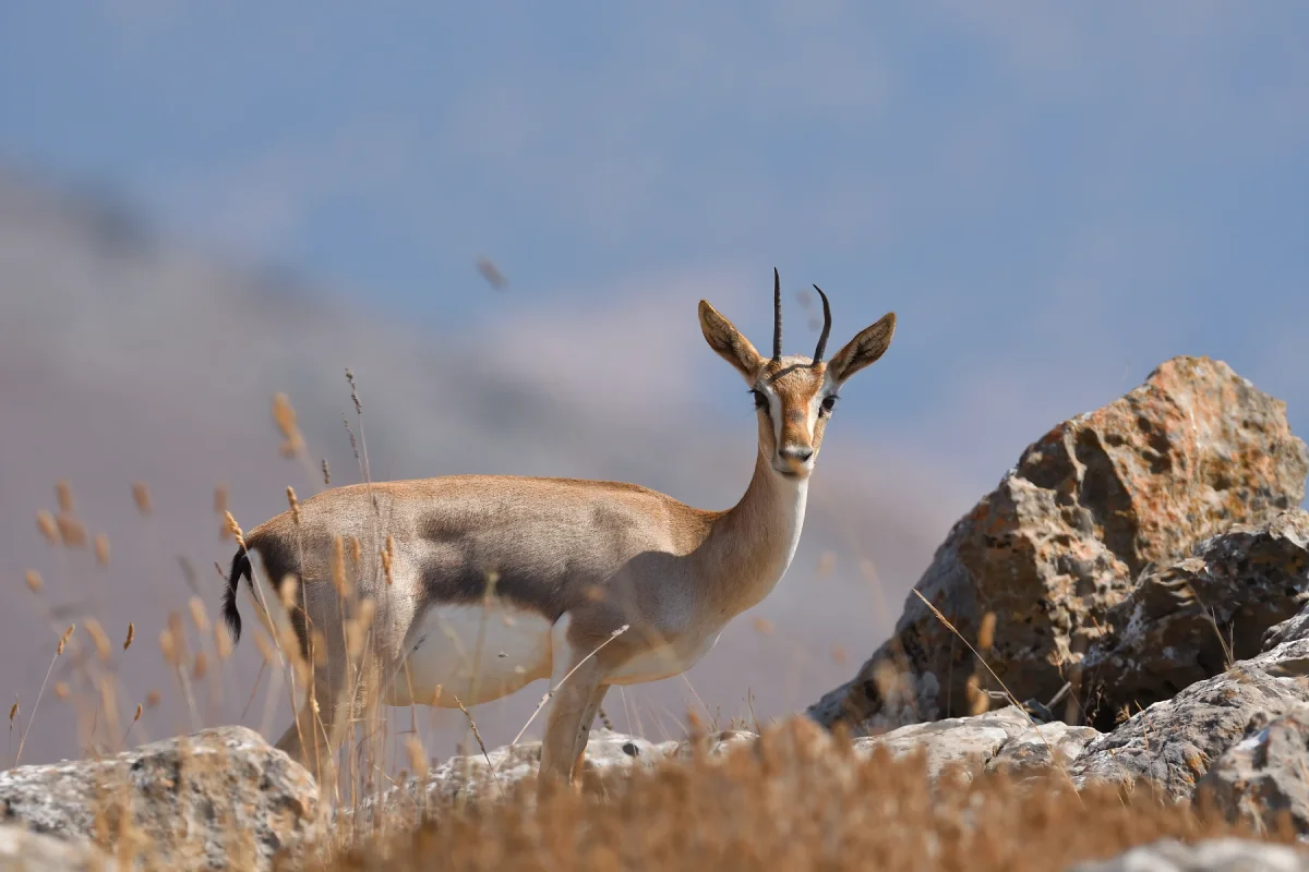 Mountain Gazelle