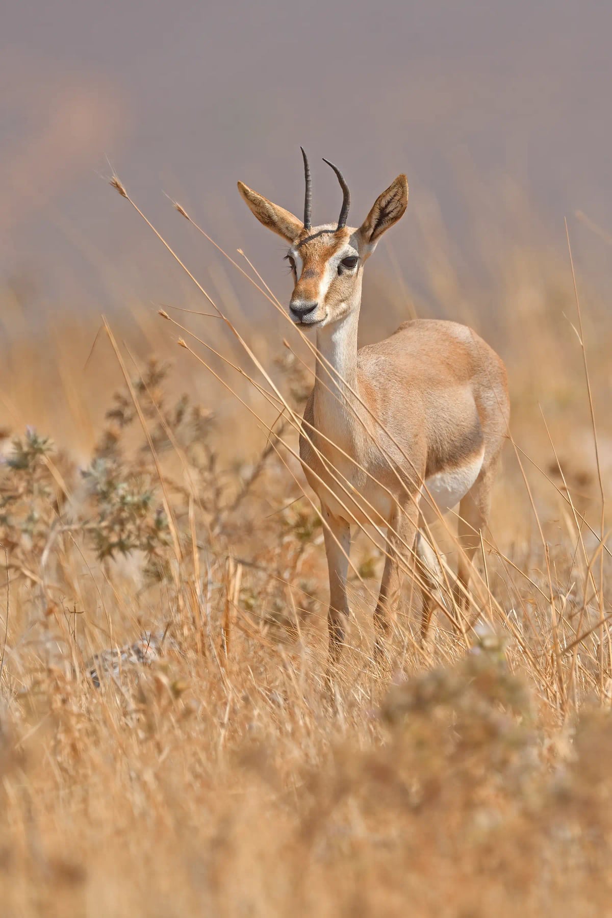 Photo by TAMER YILMAZ on iStock Gacela de Montaña en la naturaleza