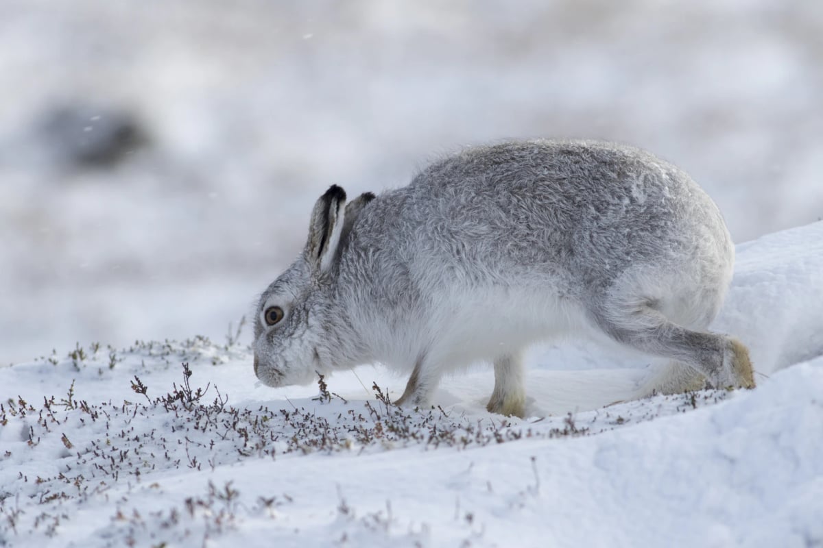 Photo by Gannet77 on iStock Liebre variable en la naturaleza