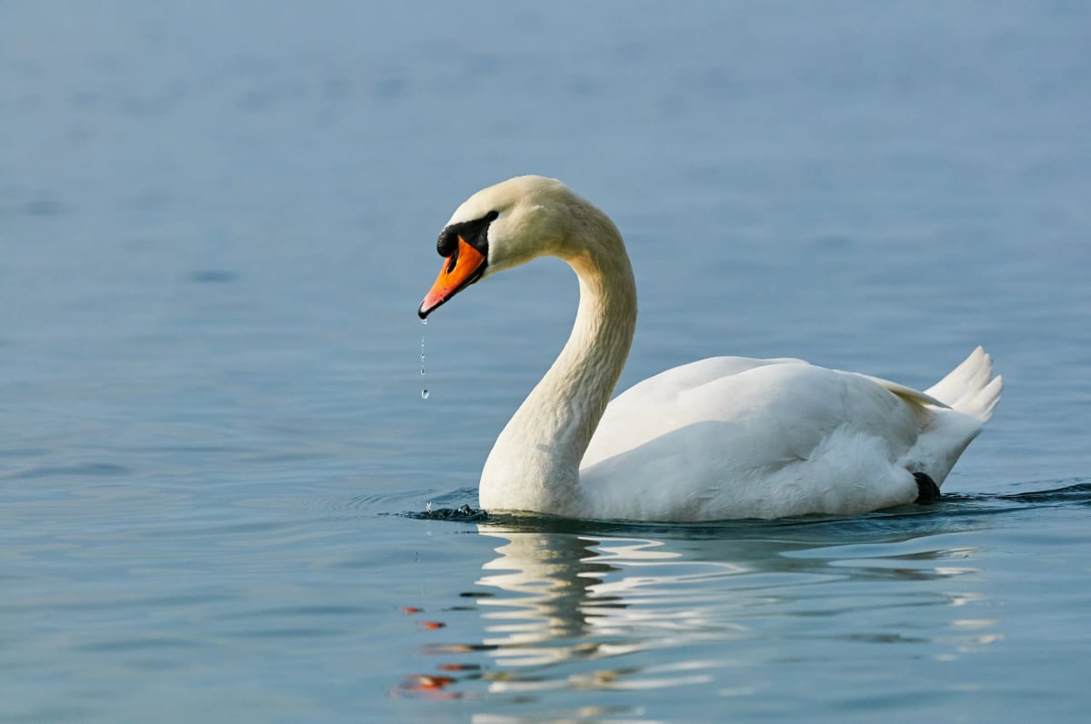 Photo by LuCaAr on iStock Cisne vulgar en la naturaleza