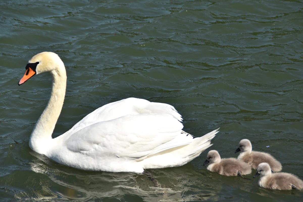 Cisne vulgar en la naturaleza