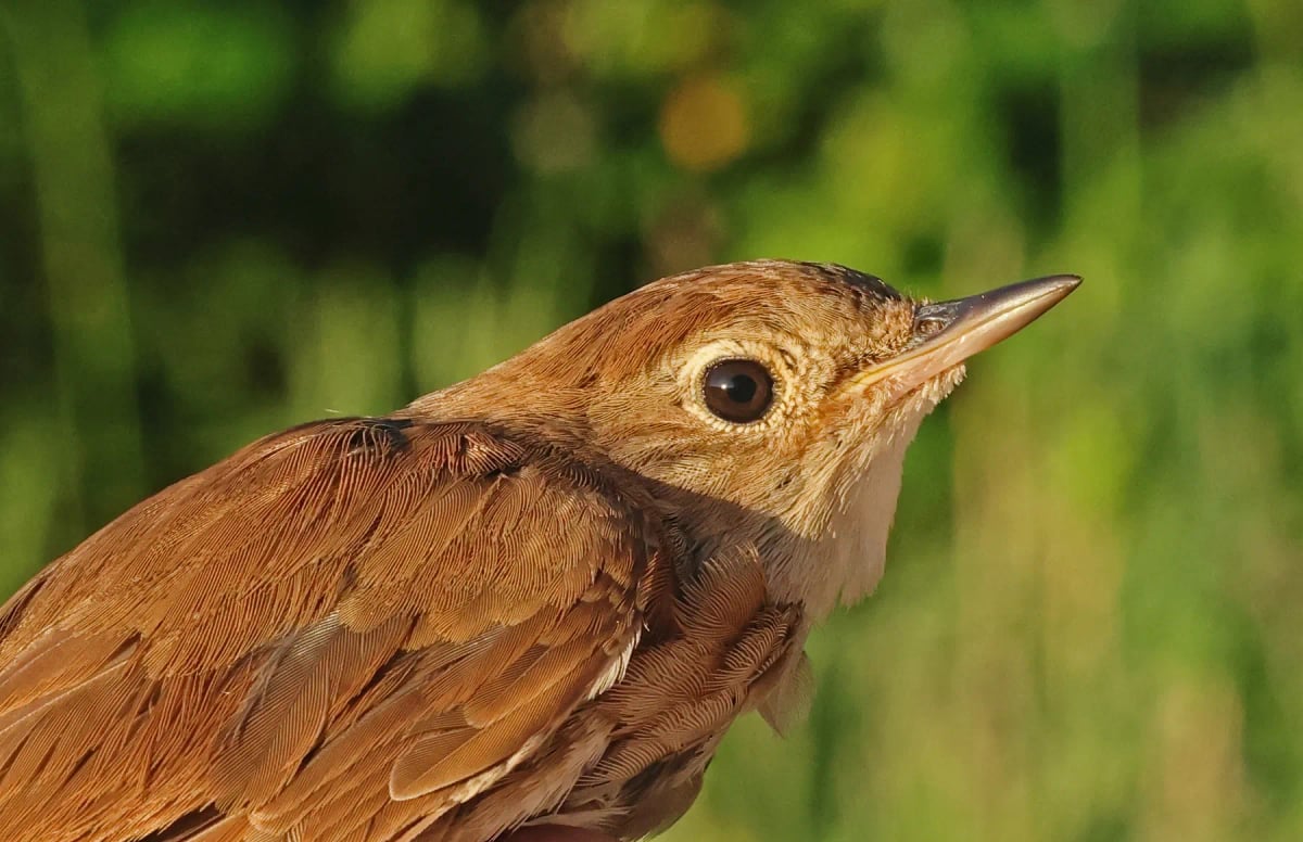 Photo by neil bowman on iStock Ruiseñor en la naturaleza
