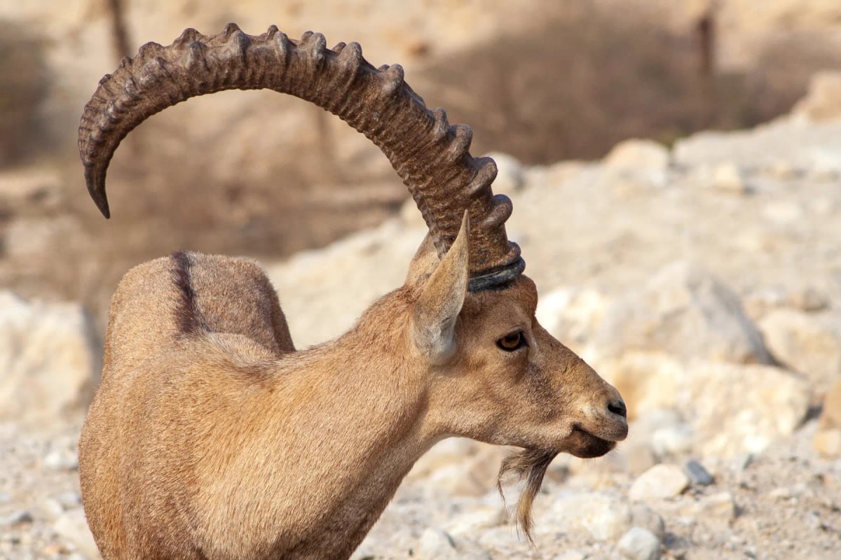 Nubian Ibex