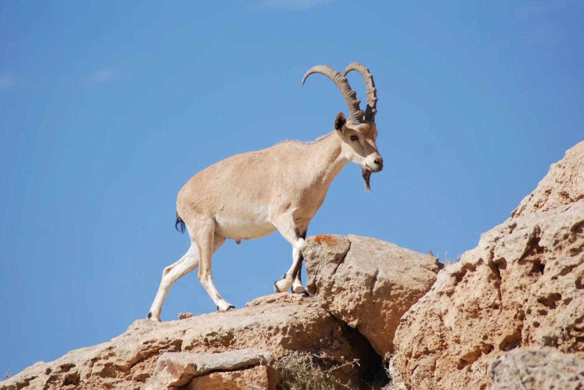 Photo by BeritK on iStock Íbice Nubio en la naturaleza