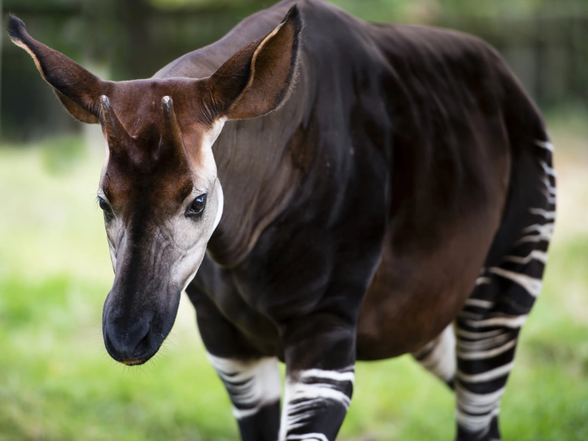 Photo by Mohana-AntonMeryl on iStock Okapi en la naturaleza