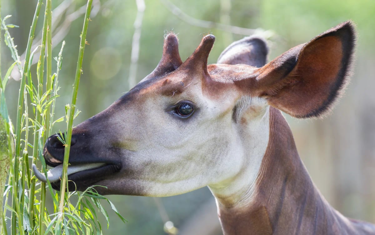 Okapi en la naturaleza