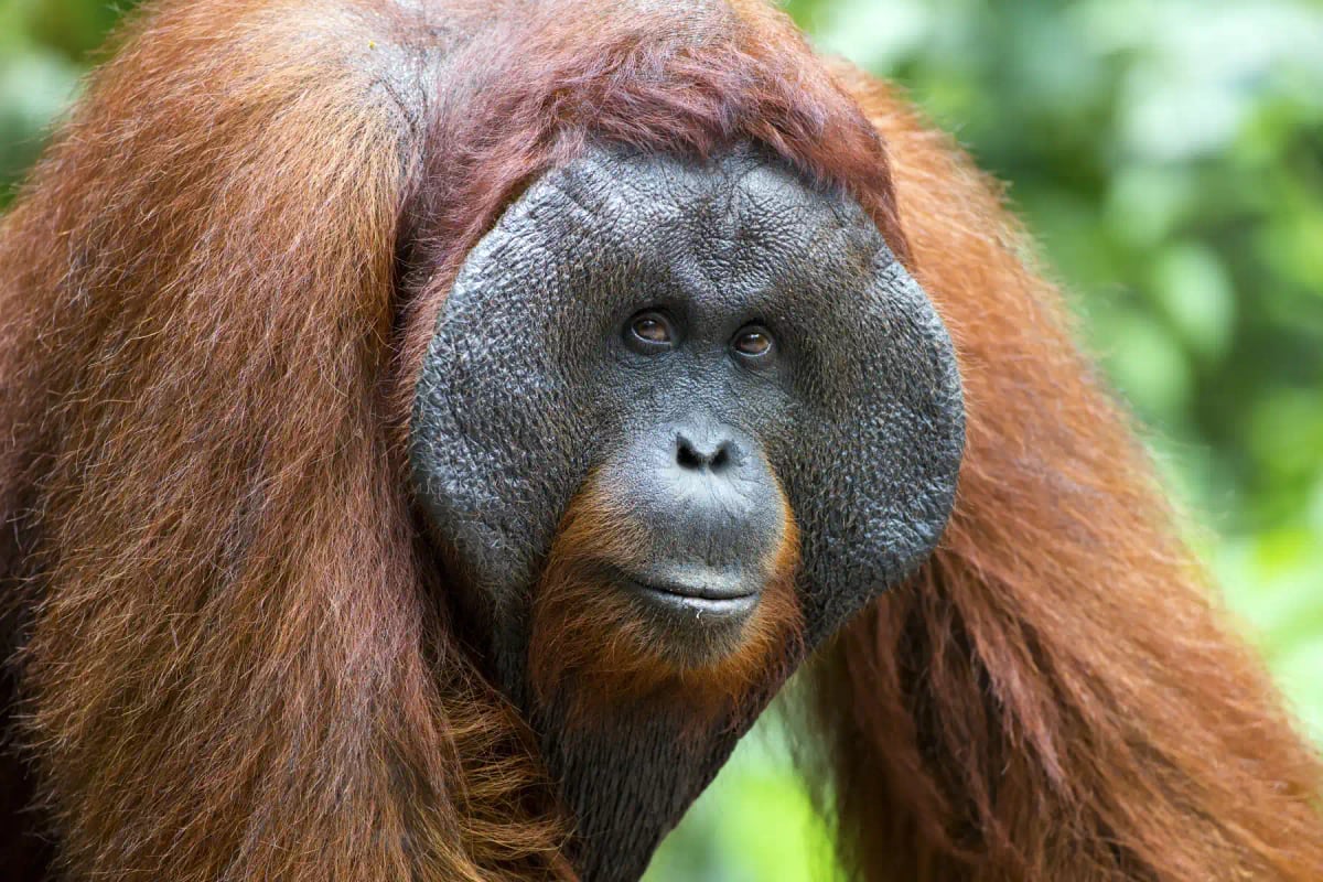 Photo by davidevison on iStock Orangután en la naturaleza