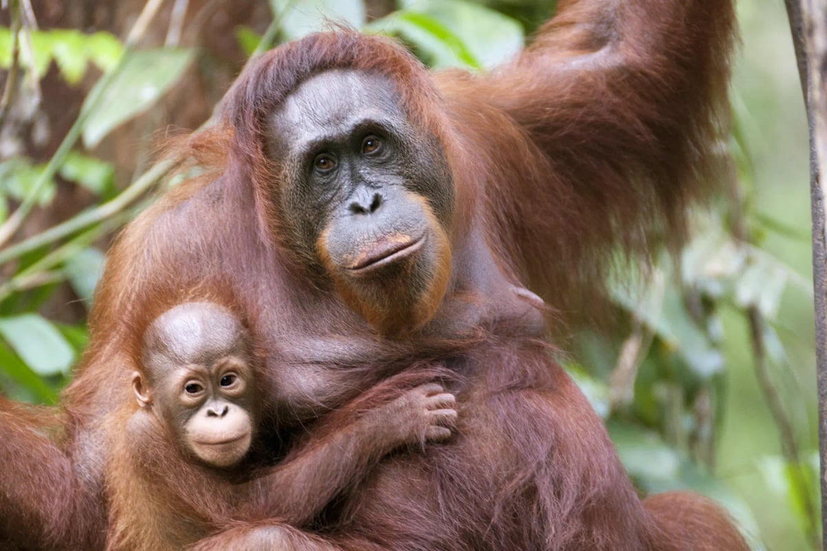 Orangután en la naturaleza