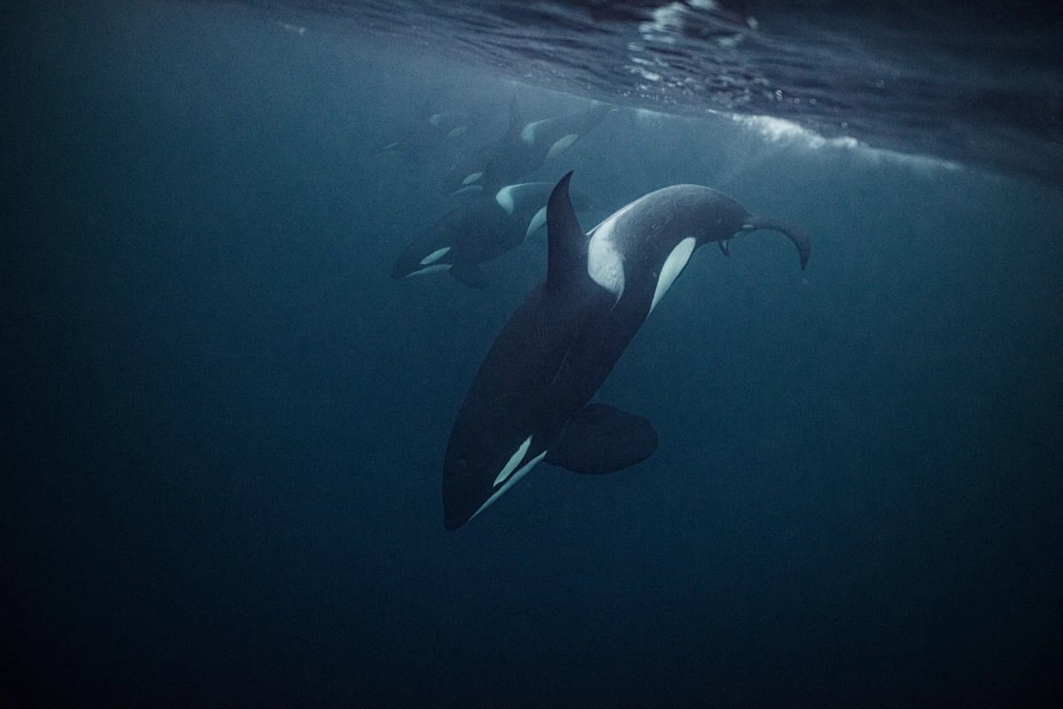 Photo by NaluPhoto on iStock Orca en la naturaleza