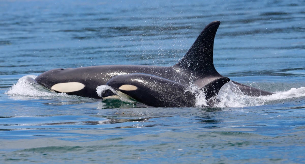 Orca en la naturaleza
