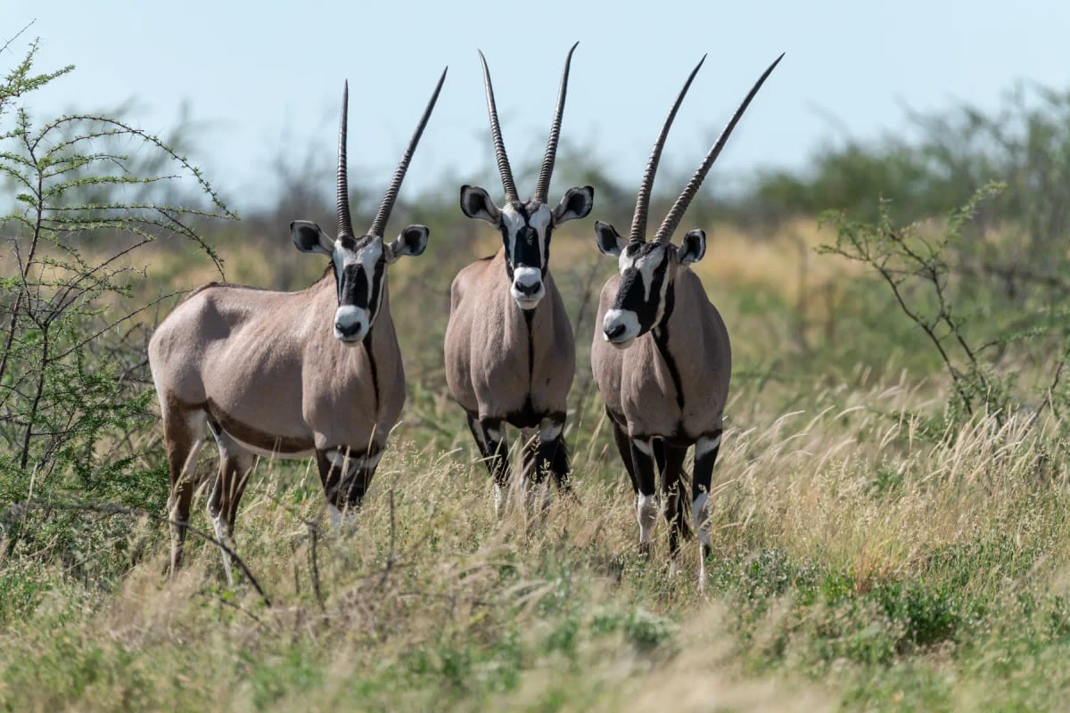 Photo by Davide Antoniani on iStock Oryx en la naturaleza