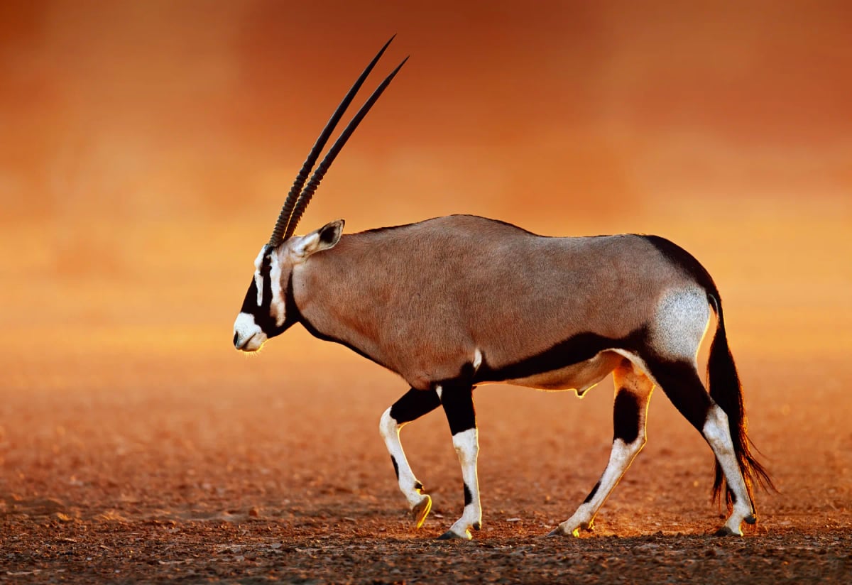 Oryx en la naturaleza
