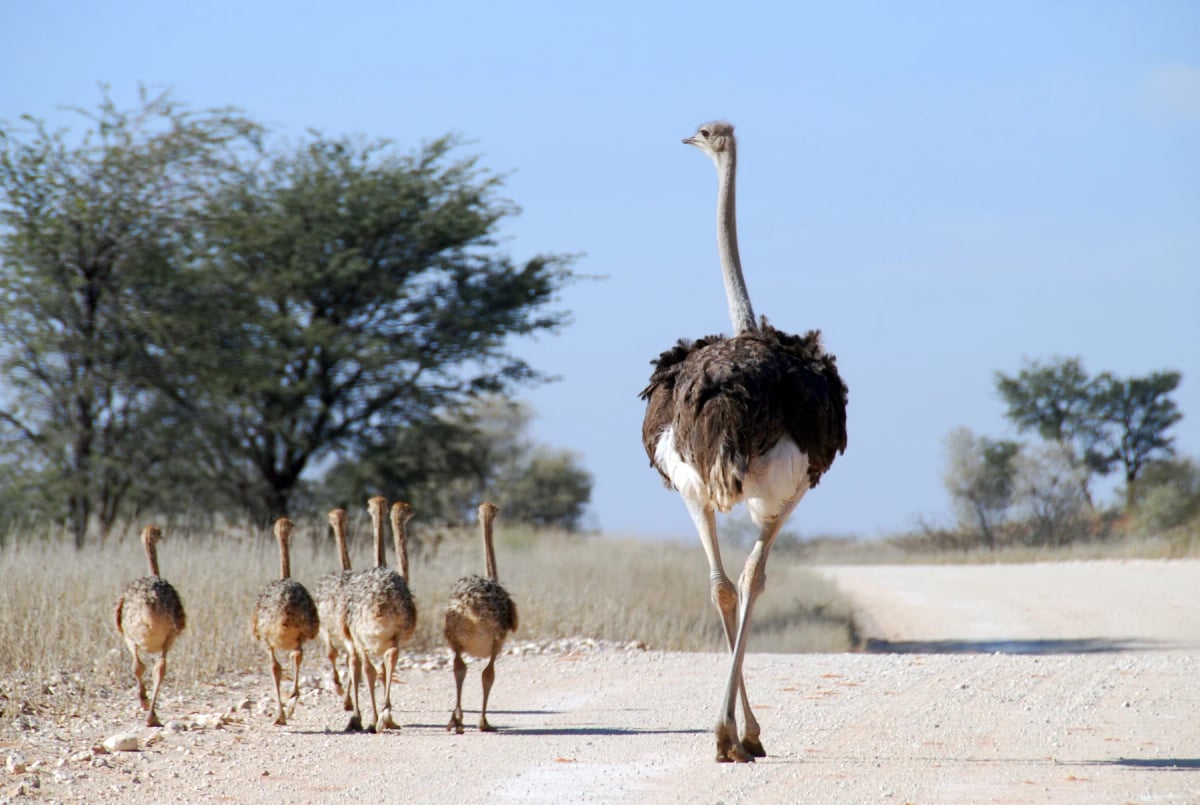 Photo by TaniyaMorris on iStock Ostrich in the wild