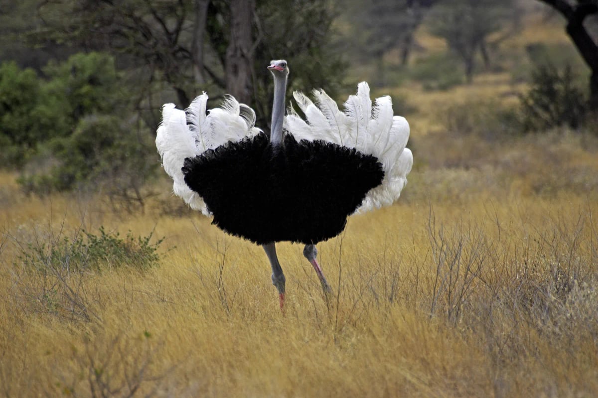 Ostrich in the wild