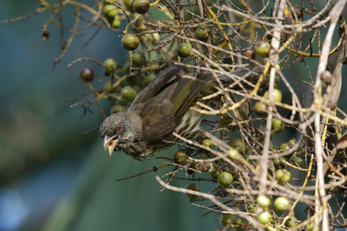 Photo by Bebedi on iStock Palmchat in the wild