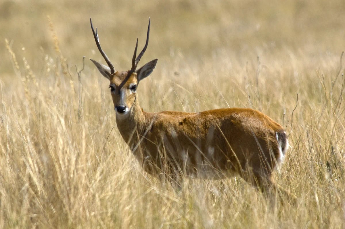 Venado de las pampas
