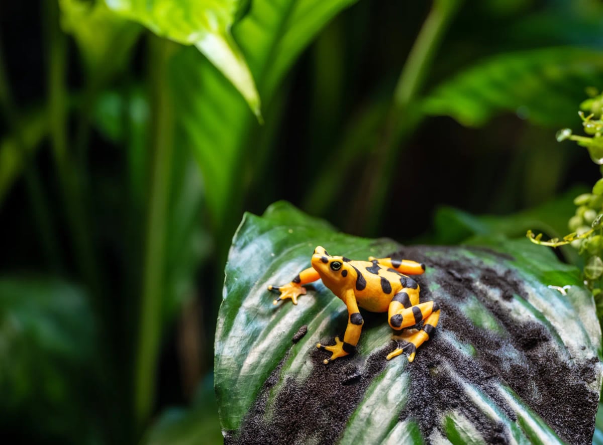 Rana Dorada Panameña