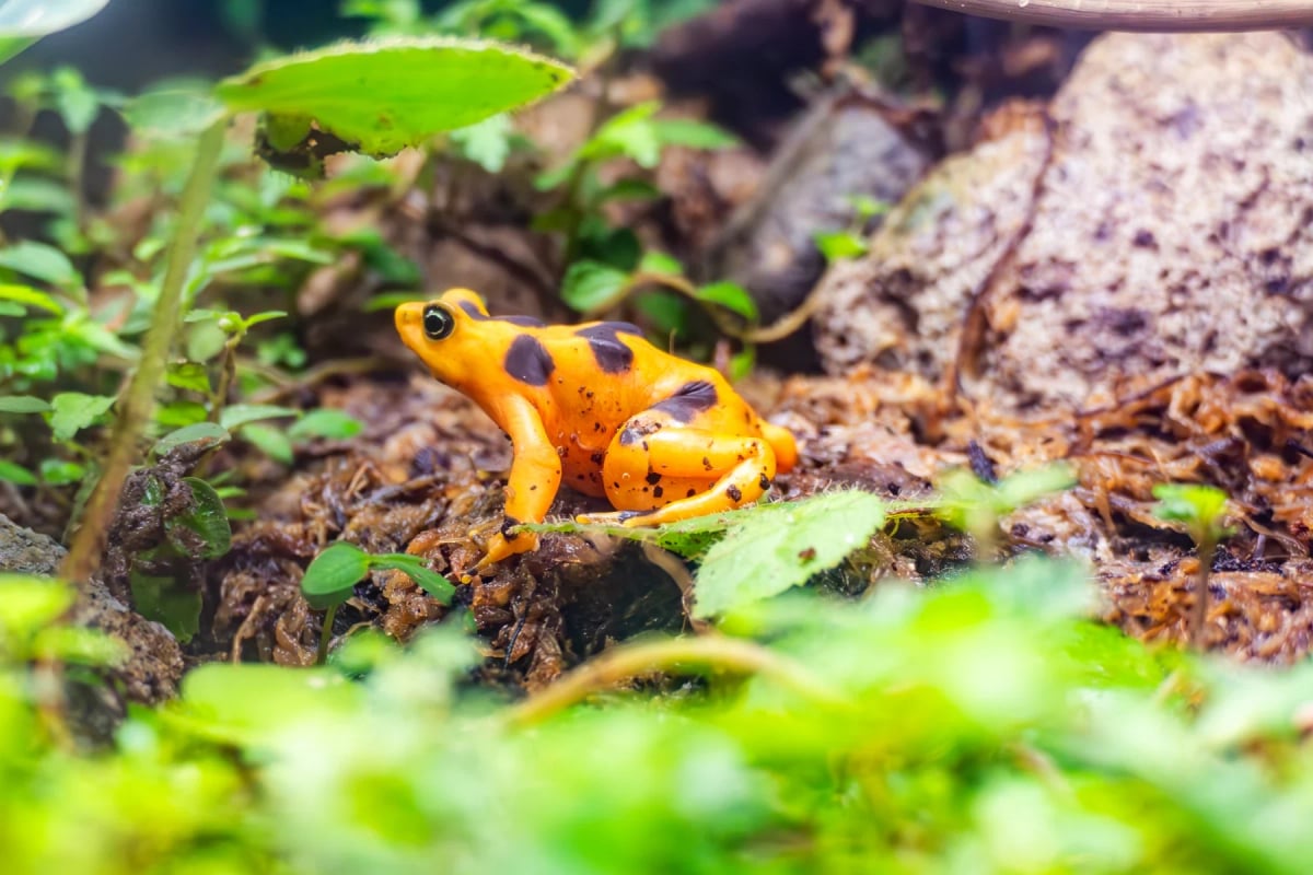 Photo by travelview on iStock Rana Dorada Panameña en la naturaleza