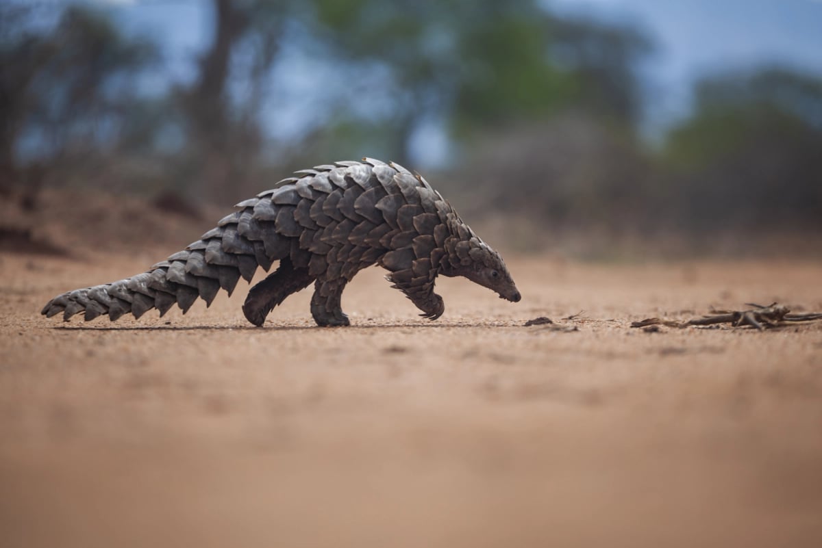 Photo by Neil Aldridge on iStock Pangolín en la naturaleza