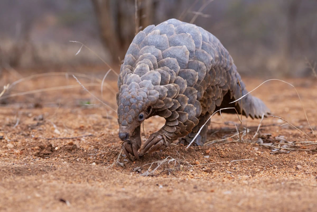 Pangolín en la naturaleza