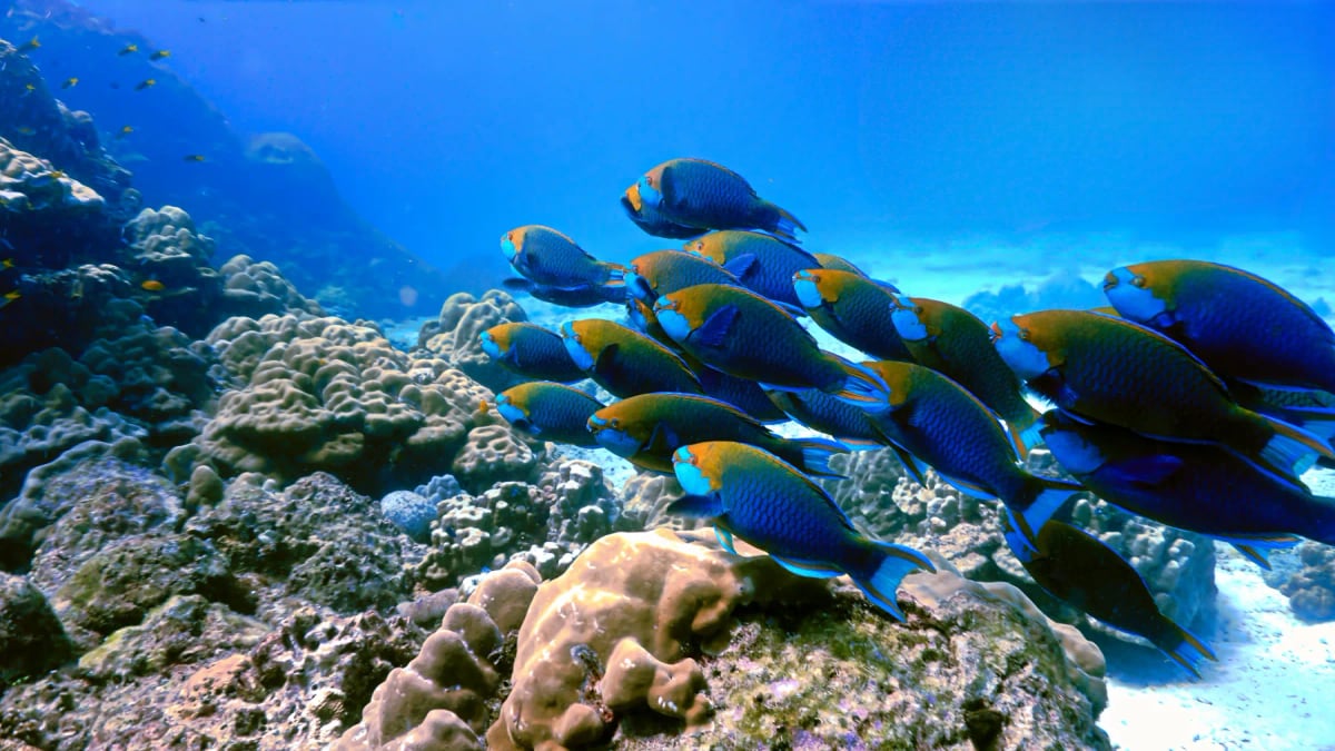 Photo by Johan Holmdahl on iStock Pez loro en la naturaleza
