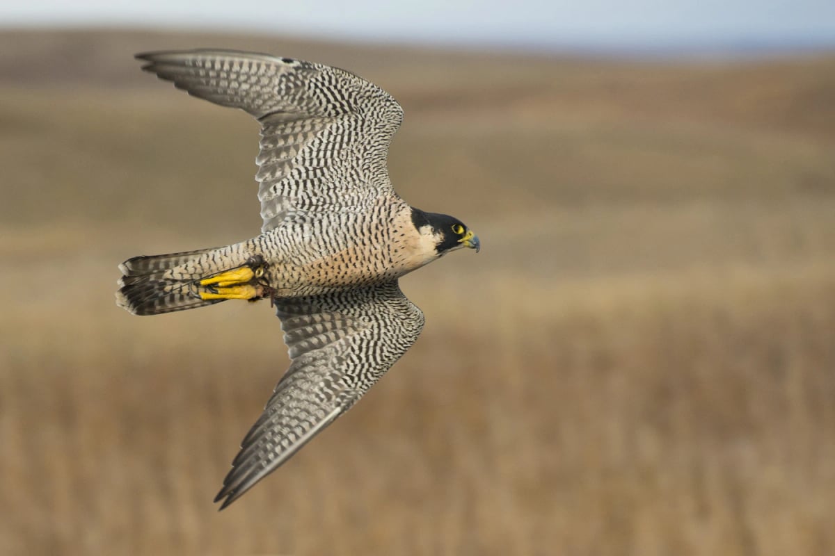 Photo by SteveOehlenschlager on iStock Halcón peregrino en la naturaleza