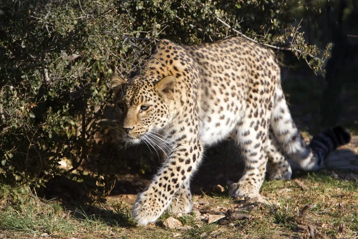 Persian Leopard