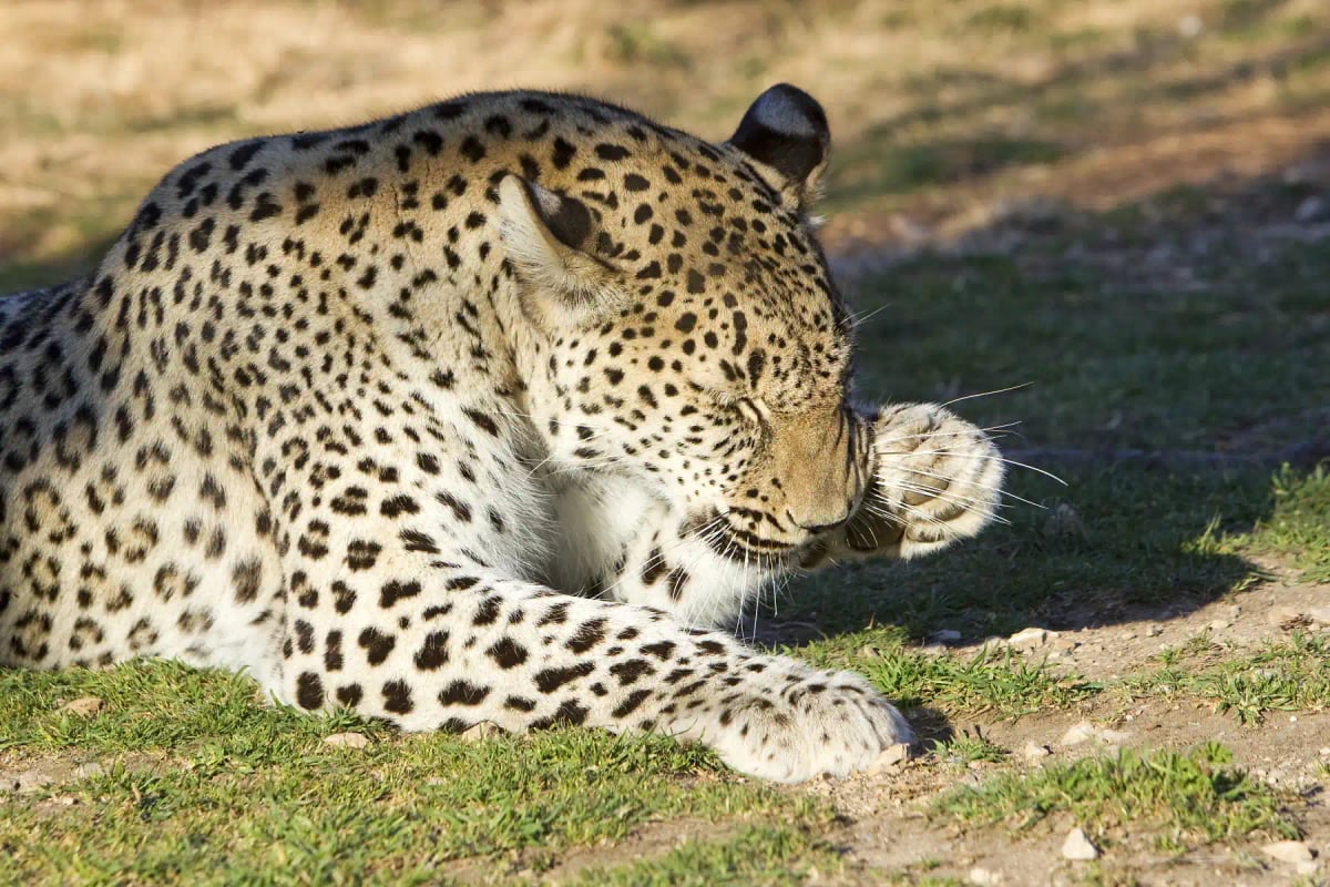 Photo by Michel VIARD on iStock Leopardo Persa en la naturaleza