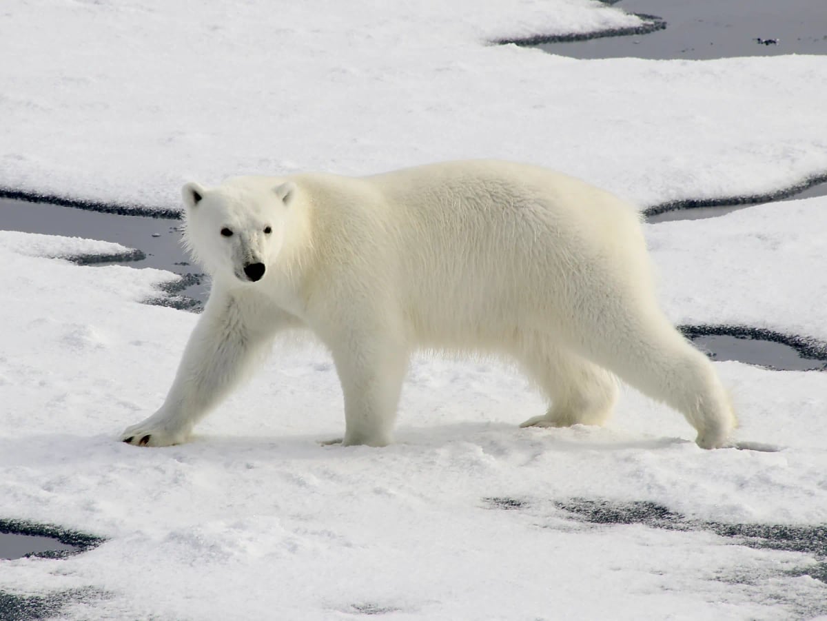 Photo by Ehud Kauf on iStock Oso polar en la naturaleza