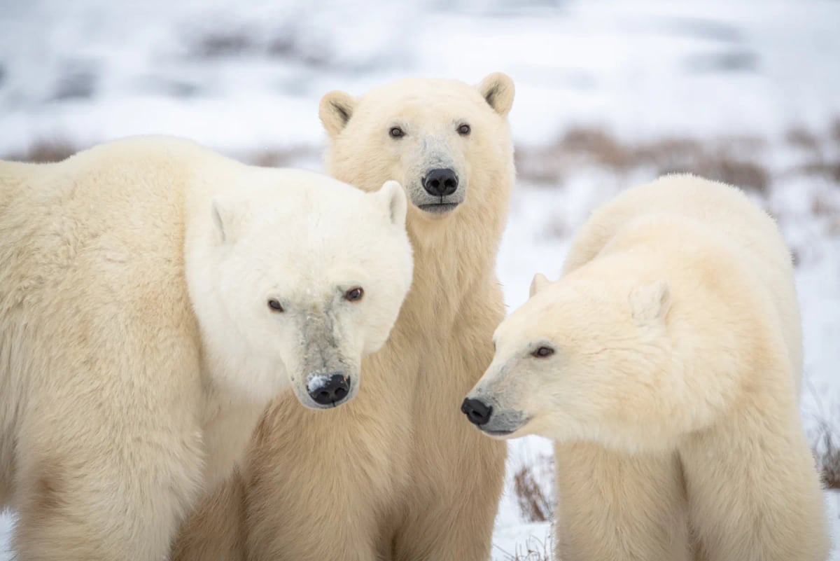 Oso polar en la naturaleza