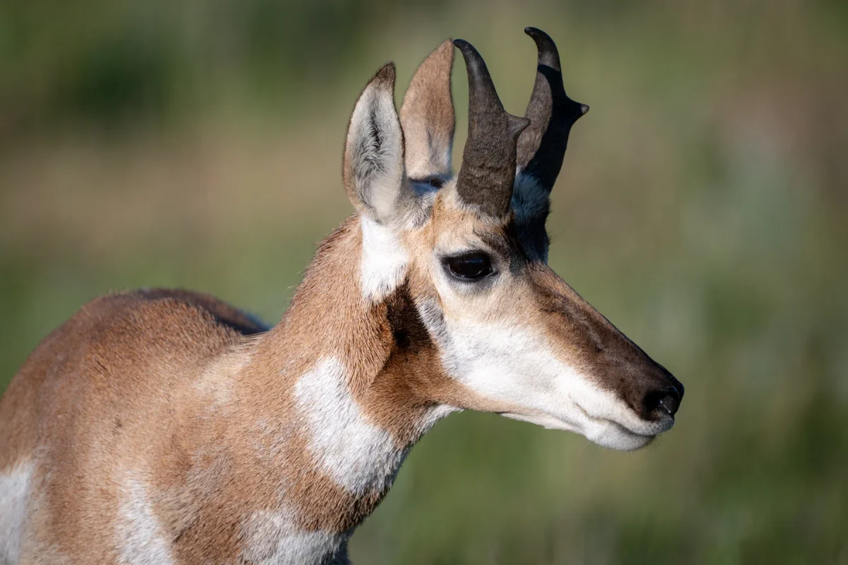 Pronghorn