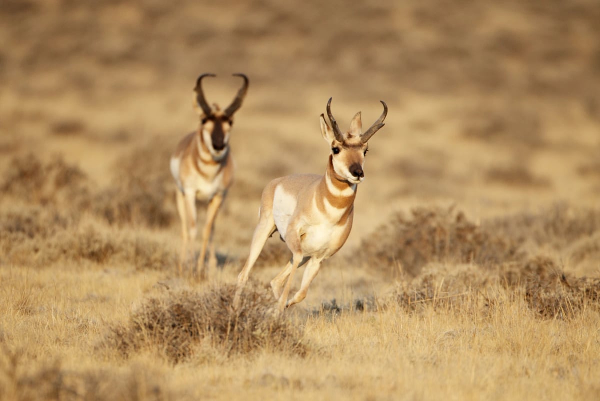 Photo by through-my-lens on iStock Antílope americano en la naturaleza
