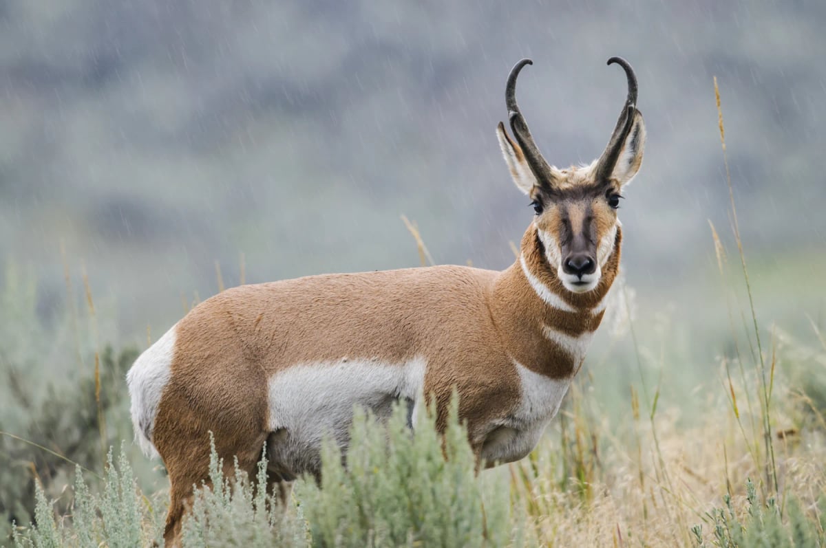 Antílope americano en la naturaleza