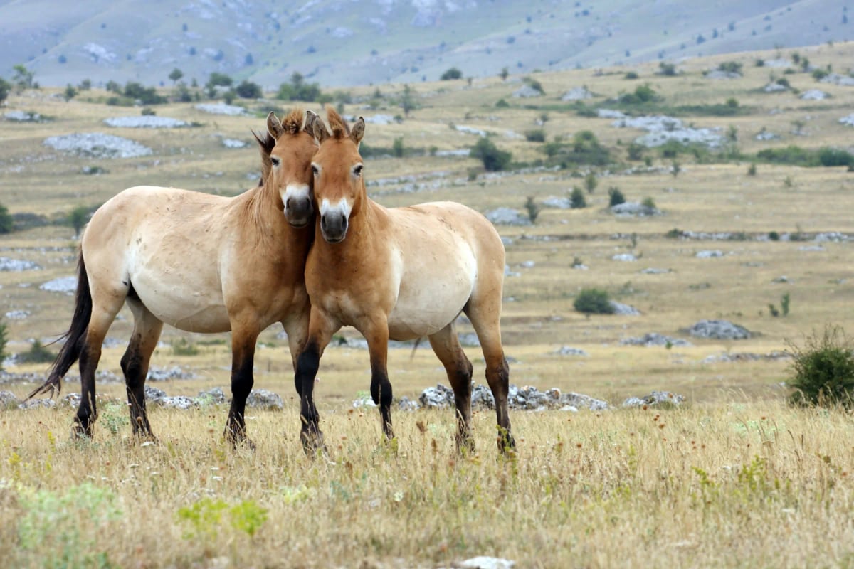 Photo by loflo69 on iStock Przewalski's Horse in the wild