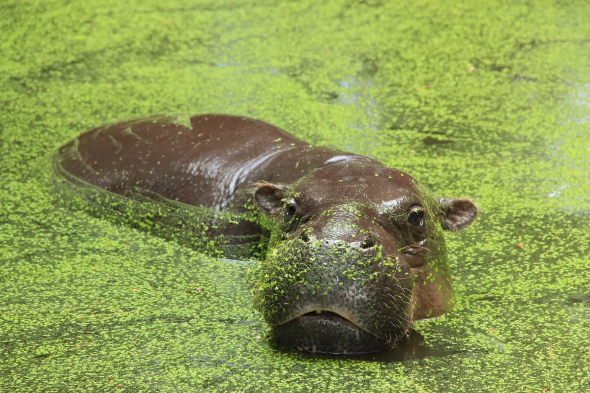 Pygmy Hippo