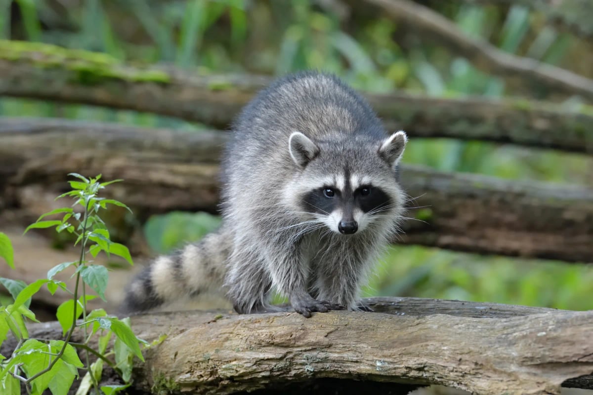 Photo by Ildiko Laskay on iStock Mapache en la naturaleza