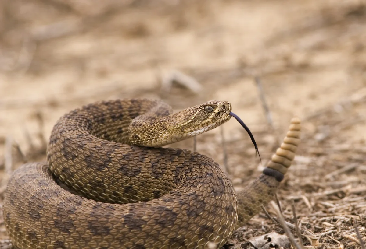 Serpiente de Cascabel