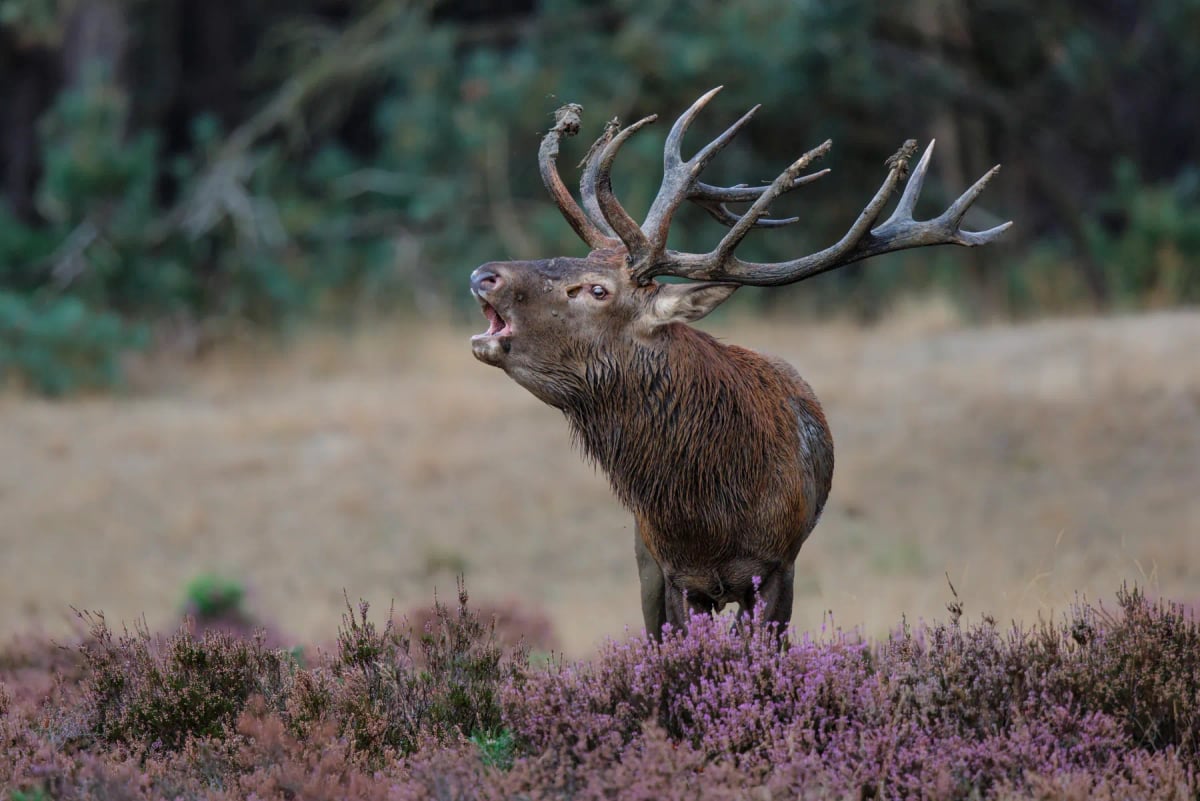Photo by Henk Bogaard on iStock Ciervo rojo en la naturaleza