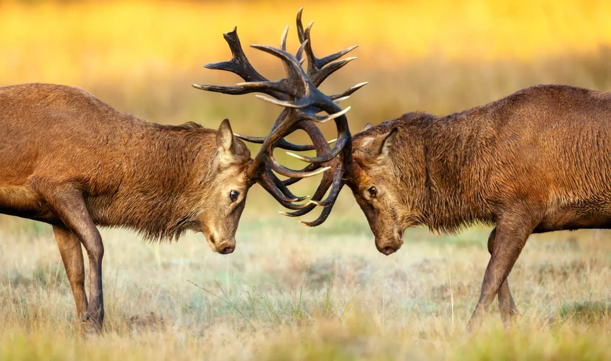 Ciervo rojo en la naturaleza