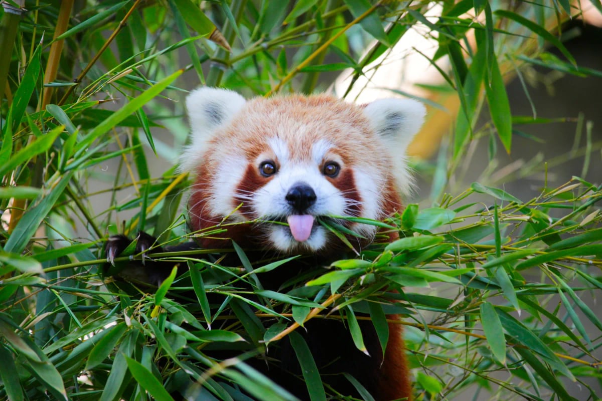 Photo by Wirestock on iStock Panda Rojo en la naturaleza