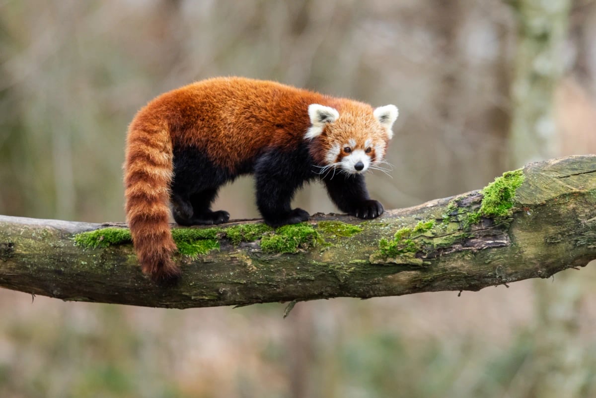 Panda Rojo en la naturaleza