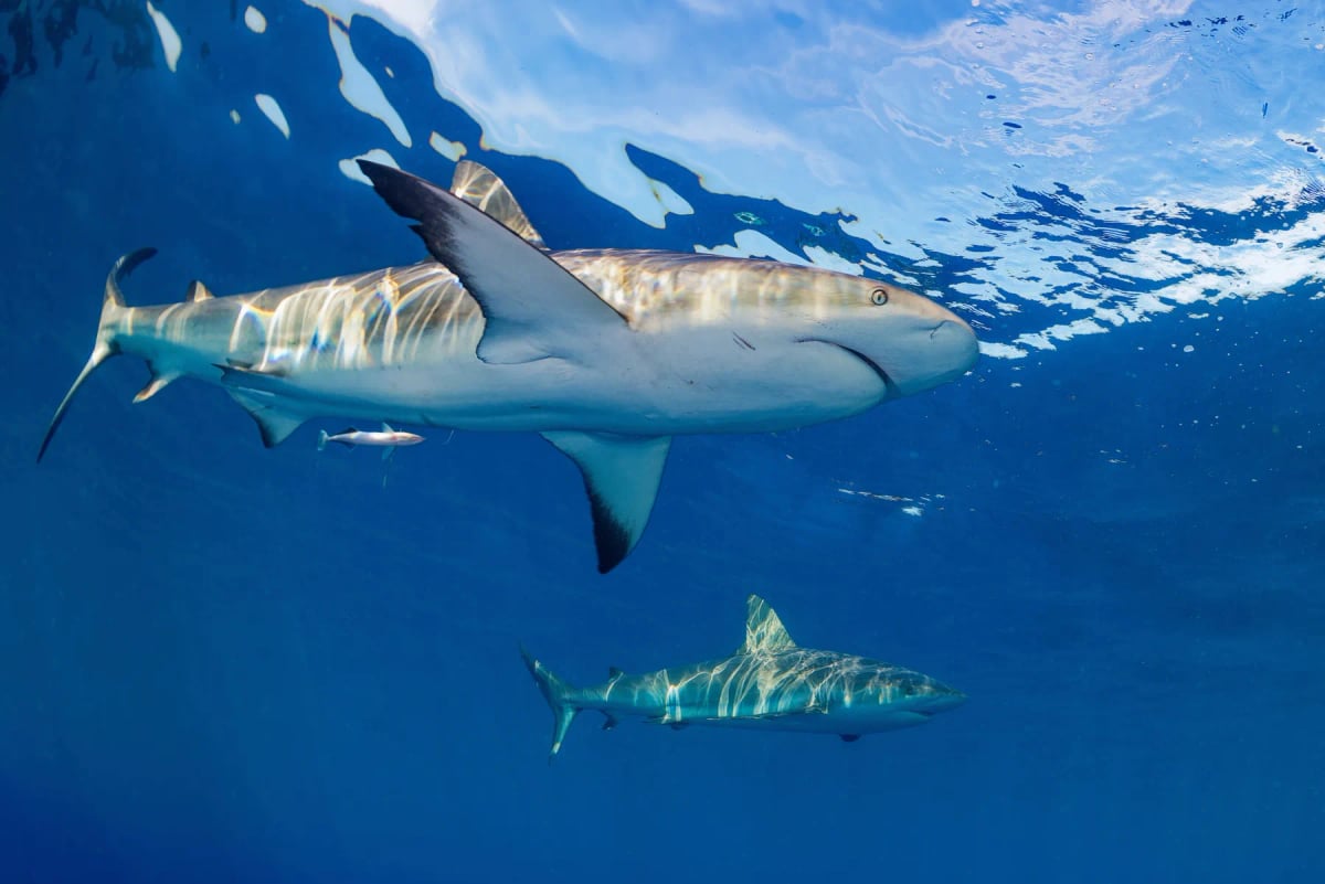 Photo by Ventura Romero on iStock Tiburón de arrecife en la naturaleza